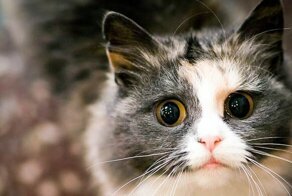 Иногда они возвращаются домой