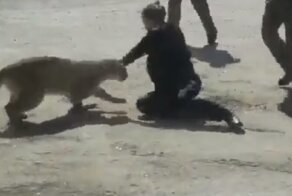 Полицейским удалось отбить свою коллегу у пумы