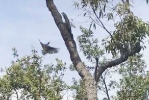 Турист запечатлел схватку варана с птицами