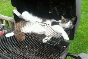 40 кошек, которые заснули в самых неожиданных местах