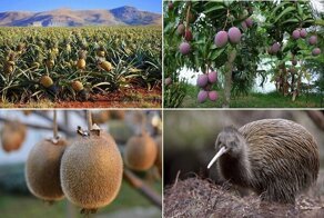 Как выглядят и растут 4 таких знакомых нам экзотических фрукта — вы вряд ли это знали