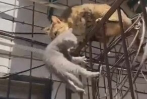 Мама-кошка спасла своего котенка, который оказался в ловушке на высоте