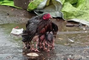 15 примеров того, что мамы - это призвание