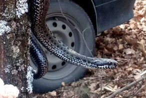 В Воронеже отдыхающие приняли огромную ядовитую гадюку за домашнюю змею