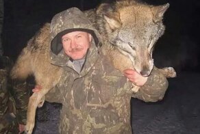 Гигантский волк  держал в страхе целую деревню