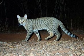 Дикие кошки Мадагаскара