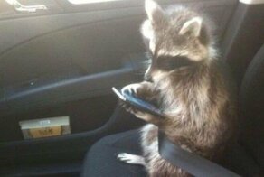 15 домашних питомцев, у которых хозяева те ещё шутники