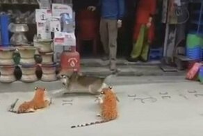 Нападение плюшевых тигров на спящую собаку