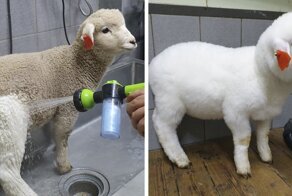 This Sheep Cafe In Korea Shares Viral Photos Of A Sheep Getting Washed