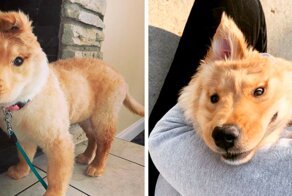 An Accidental Injury At Birth Left This Puppy With One Ear And She Rocks Her Unicorn Look