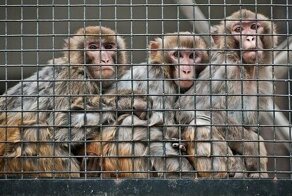 Ученые выяснили, у кого вырабатывается иммунитет к коронавирусу