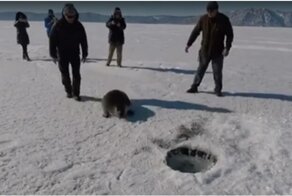 Туристы помогли нерпе вернуться в воду