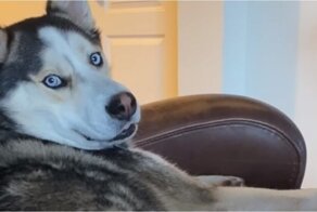Хаски заставляет хозяина себя гладить