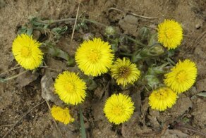 Весенние хроники