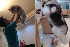 Нежные гиганты - аляскинские маламуты