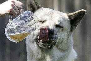 Пиво для собак (5 фото)