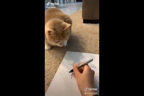 Игра с котом в крестики-нолики