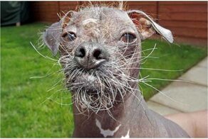 20 пятничных песиков, которые удивят и рассмешат вас