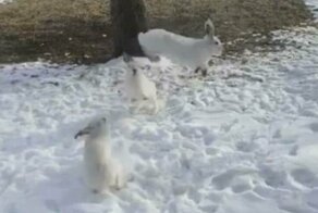 Три кролика устроили забавную потасовку