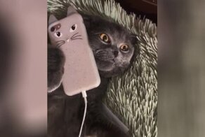 Кота возмутил долгий ответ техподдержки