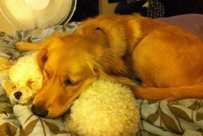 Лучшие друзья (10 фото)