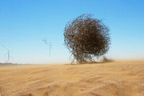 Что такое перекати-поле?