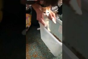 Лапки не помеха: кота заставили убирать рассыпанный корм