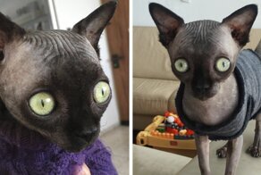 Sphynx Kitty With Rare Neurological Condition Looks Like A Bat