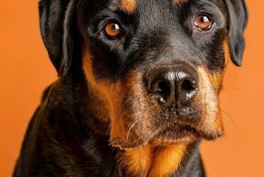 Забавные портреты собак заставляют нас улыбаться каждый день