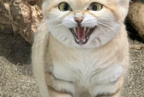 Утренняя подборка позитивных и прикольных фотографий