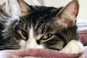 Хозяева, которые стали счастливыми обладателями пушистых наглецов