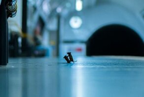 Две мыши не поделили территорию и устроили драку