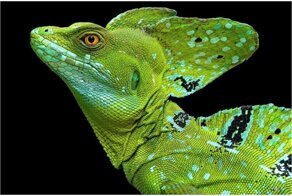 25 доказательств того, что динозавры по-прежнему с нами