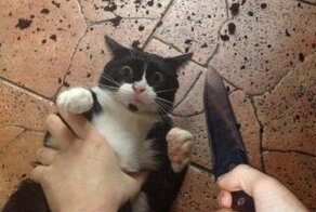 Выходки котов, из-за которых их почему-то еще не выкинули на улицу