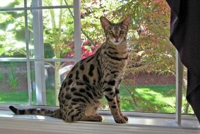 Самые большие домашние кошки в мире