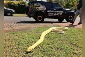 Австралийка нашла огромного питона на своем крыльце