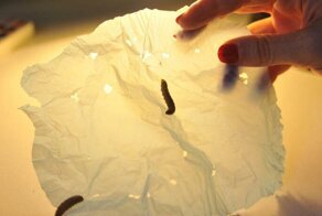 Гусеницы едят полиэтилен