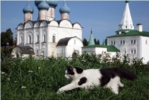 По Золотому кольцу России вместе с местными котиками