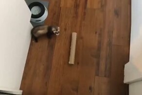 Хорек, которого жизнь точно ничему не учит