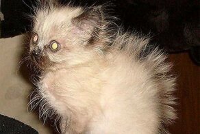 Мемы про котов, которые любят пошутить над своими хозяевами