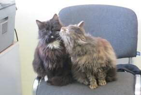 Репортаж с рабочего места