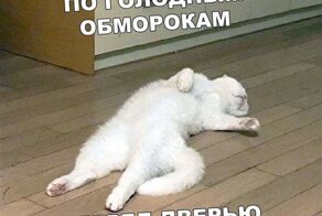 Подборка фотографий, которая доказывает, что котики таинственные  личности с особыми талантами