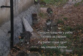 Кискоюмор продолжение