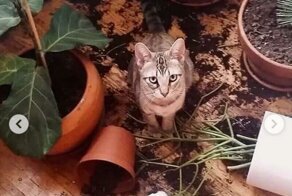 Шерстяные демоны