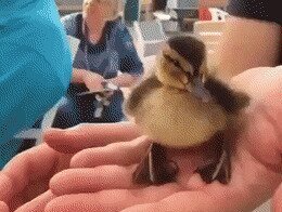 Пестрый мир пернатых