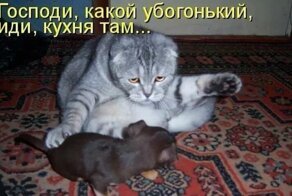 Подборка смешных фотографий, на которых показана кошачья любовь к рыбе, сметане