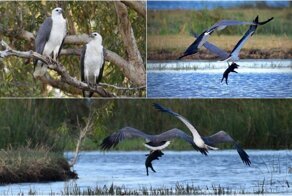 Драматический момент: полёт свиньи перед смертью