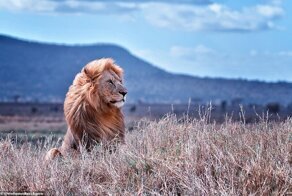 Финалисты фотоконкурса Agora #Wild2020