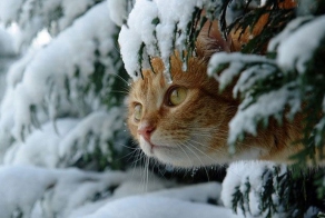 Зима и кошки (15 фото)