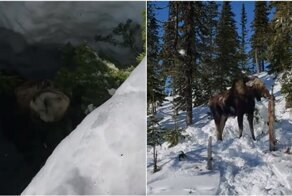 Спасение лося из снежной ловушки